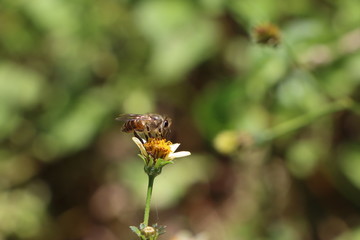 Indian honey bee, Apis cerana on Tick weed flower 