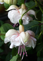 Beautifuland colorful hanging Fuchsia flowers looking like little ballerina fairies dancing in the...