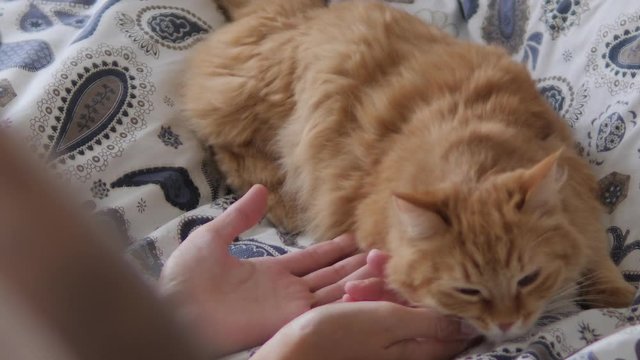 Lazy ginger cat sleeps in bed. Woman strokes cute fluffy pet's neck. Domestic animal has a nap on bed.