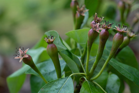 Conference pears setting after pollination, in May 2020.