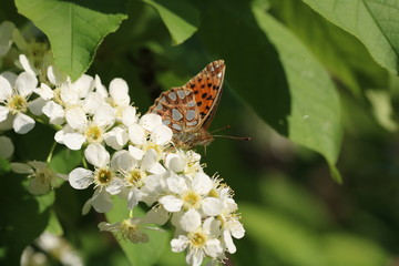 Queen of Spain fritillary Issoria lathonia eats nectar on bird cherry flower, selective focus. The underside of dwings