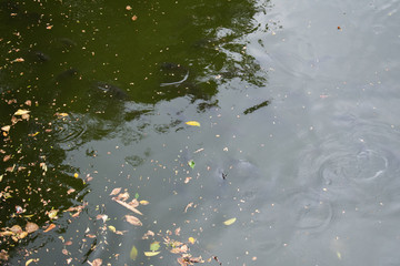 water and the leaves with summer and fish