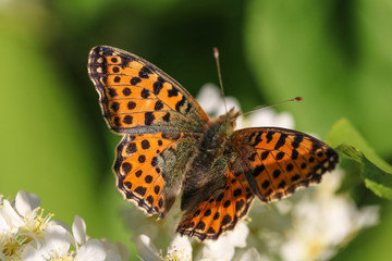 Queen of Spain fritillary (Issoria lathonia) eats a nectar on a white bird cherry flower in a sunny day, selective focus.