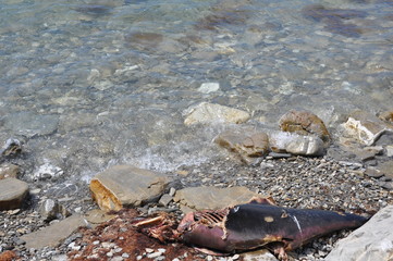 texture of sea stones and algae on the sea