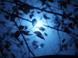 The moon  night view with the moonlight through the leaves © Bo