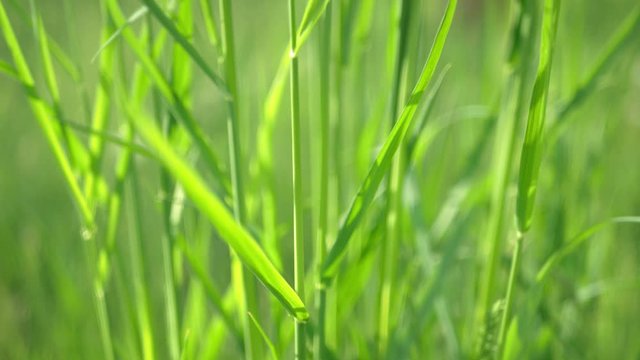 Wheat grass creeping, Elymus repens stems, leaves swaying from the wind in the rays of the summer, spring sun. Macro, clouse up.