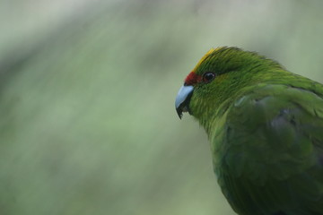 Green exotic bird