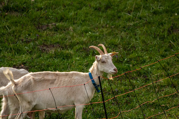 Obraz premium White goats on a meadow
