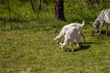 Obraz premium Three goats on the meadow