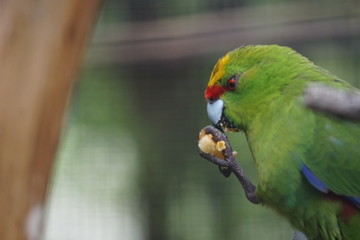 Green parakeet eating food