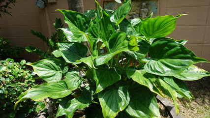 Ornamental trees along the fence in the garden.