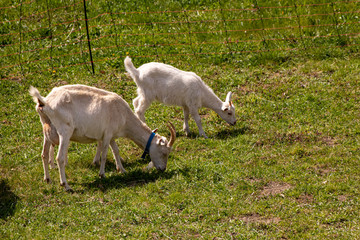 Fototapeta premium Cute goats grazing on green field