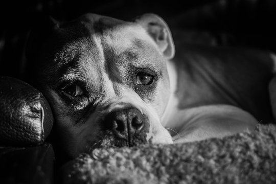 domestic-animals-images-browse-391-000-stock-photos-vectors-and
