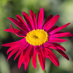 Yellow center of red beautiful pyrethrum flower showing fibonacci pattern.