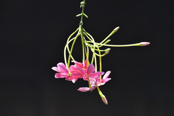 Combretum indicum Chinese honeysuckle or Rangoon creepe