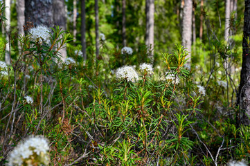 close up at labrador tea in Sweden
