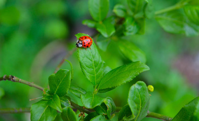 *Marienkäfer auf saftiges Blatt*