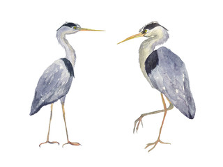 Watercolor two heron birds isolated on white background. Hand drawing illustration of Grey heron. Japonese bird. Perfect for cards, print, sticker, greeting card.