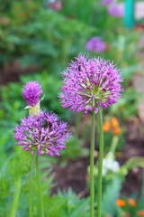 Allium Giganteum in pink colors