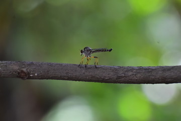 rober fly on branch