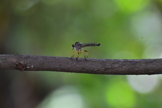 rober fly on branch