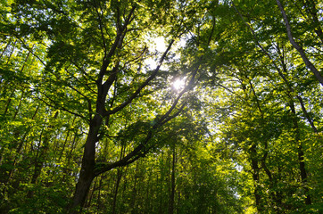 *Wald*