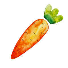 Cartoon carrot. Hand drawn watercolor Illustration isolated on white background. - 347768876