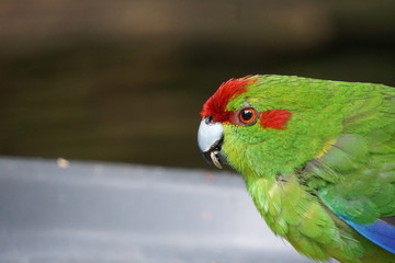Green lorikeet