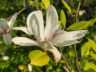 Fototapeta premium Big white flower in Spring with warm lighting