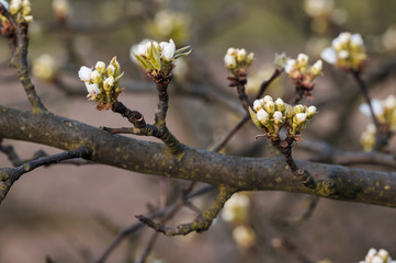 Pear blossom buds on a twig.
