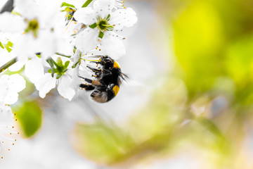The striped bumblebee sits on a white flower. Background close-up. Pollination of the apple tree.