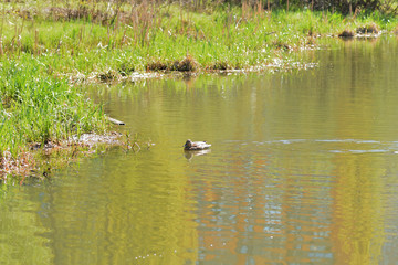 Ducks swim in the pond on a sunny spring day