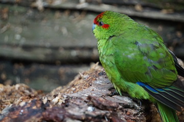 Green lorikeet