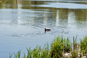 Ducks swim in the pond on a sunny spring day