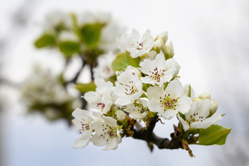 Pear blossoms on a twig.