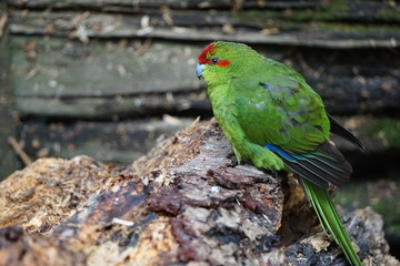 Green exotic bird