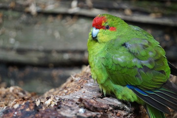 Green exotic bird