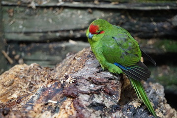 Green exotic bird