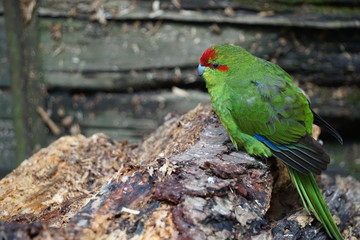 Green exotic bird