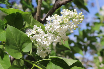 White clusters of flowers bloom on lilac bushes in spring on a sunny day.