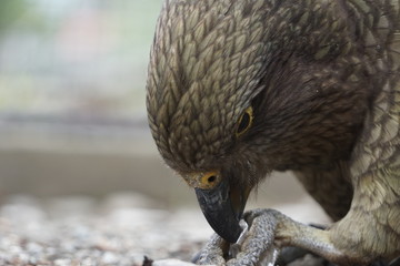 New Zealand bird