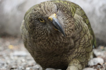New Zealand bird