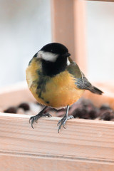 A yellow tit bird sits in a manger.