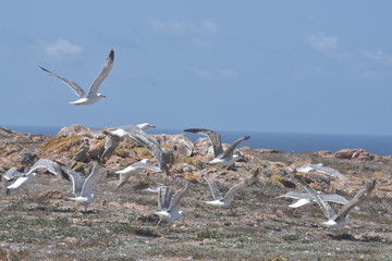 flock of scared seagulls on berlengas island summer