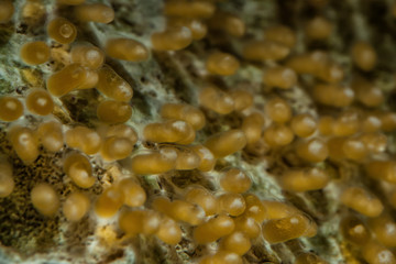 orange clownfish (Amphiprion percula) eggs