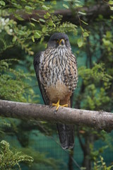 Hawk on the branch