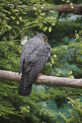 Hawk on the branch