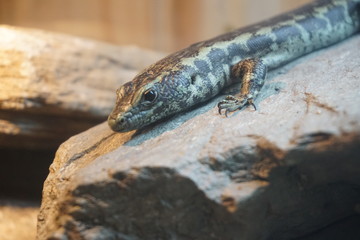 Lizard standing on the rock