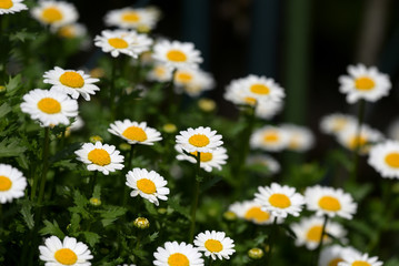 White mini marguerite flower, Chrysanthemum paludosum