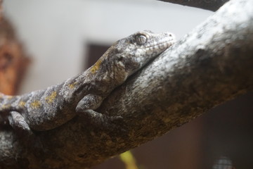 Lizard standing on the rock